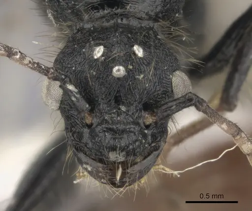 Pogonomyrmex cunicularius specimen CASENT0235298 image casent0235298_2