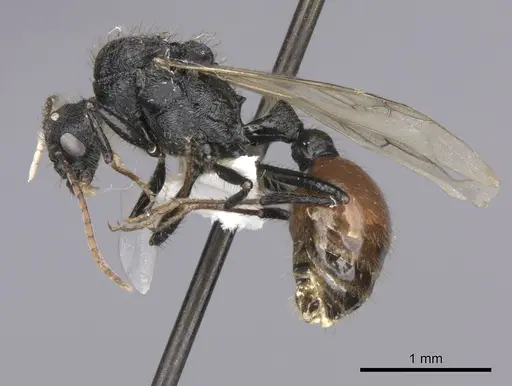 Pogonomyrmex cunicularius specimen CASENT0235298 image casent0235298_3
