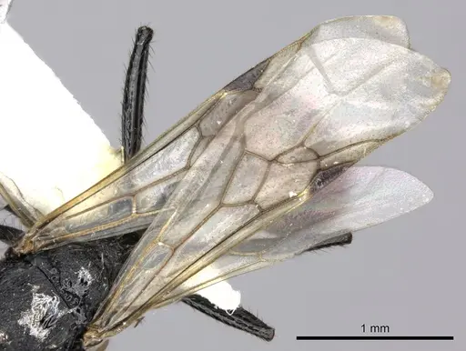 Pogonomyrmex cunicularius specimen CASENT0235298 image casent0235298_4