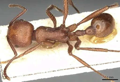 Pogonomyrmex cunicularius specimen CASENT0249048 image casent0249048_1