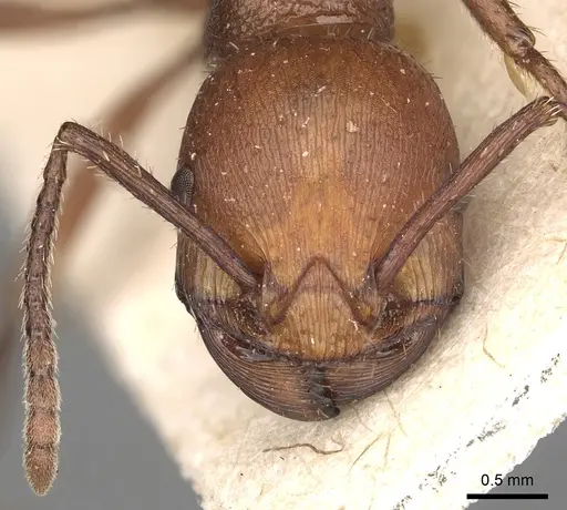 Pogonomyrmex cunicularius specimen CASENT0249048 image casent0249048_2