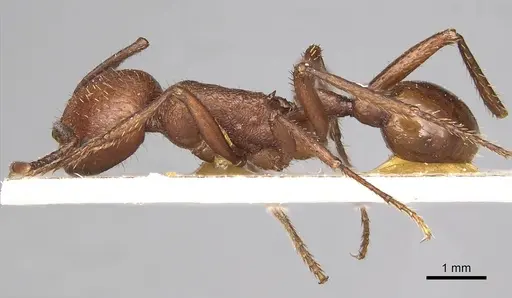 Pogonomyrmex cunicularius specimen CASENT0249048 image casent0249048_3