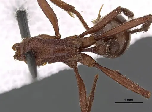 Pogonomyrmex cunicularius specimen CASENT0900386 image casent0900386_1