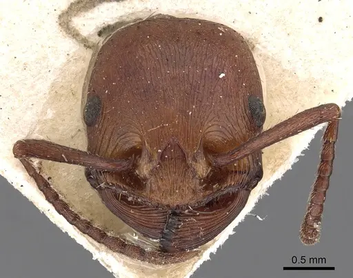 Pogonomyrmex cunicularius specimen CASENT0900386 image casent0900386_2