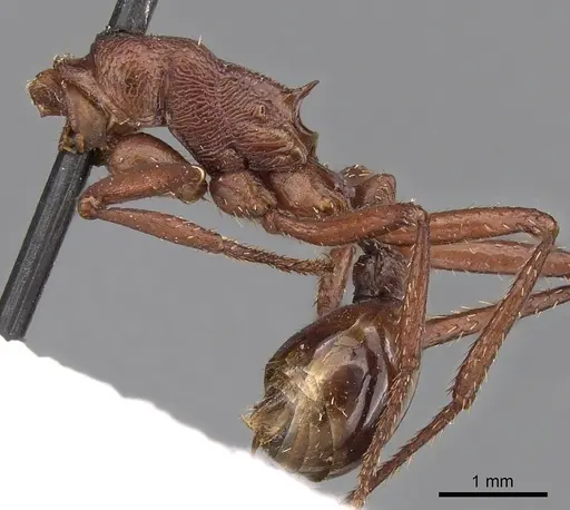 Pogonomyrmex cunicularius specimen CASENT0900386 image casent0900386_3
