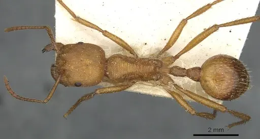 Pogonomyrmex cunicularius specimen CASENT0901490 image casent0901490_1