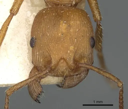 Pogonomyrmex cunicularius specimen CASENT0901490 image casent0901490_2
