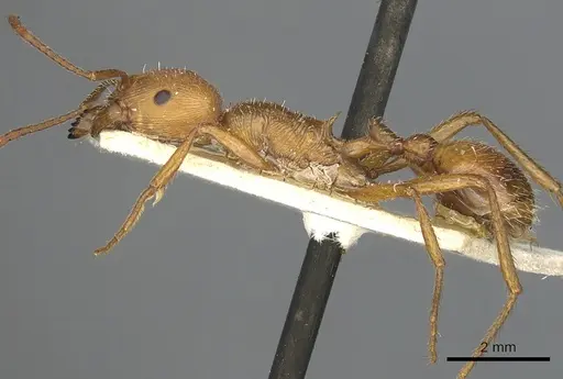 Pogonomyrmex cunicularius specimen CASENT0901490 image casent0901490_3