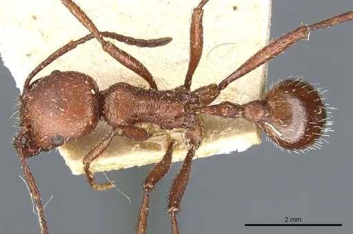 Pogonomyrmex cunicularius specimen CASENT0904102 image casent0904102_1