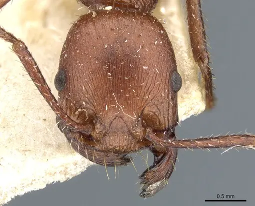 Pogonomyrmex cunicularius specimen CASENT0904102 image casent0904102_2