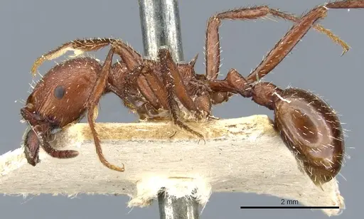 Pogonomyrmex cunicularius specimen CASENT0904102 image casent0904102_3