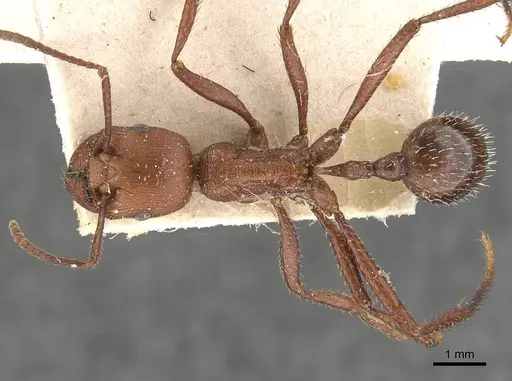 Pogonomyrmex cunicularius specimen CASENT0907669 image casent0907669_1