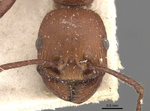 Pogonomyrmex cunicularius specimen CASENT0907669 image casent0907669_2