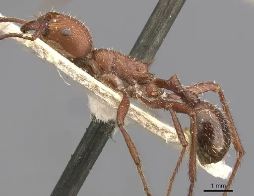 Pogonomyrmex cunicularius specimen CASENT0907669 image casent0907669_3