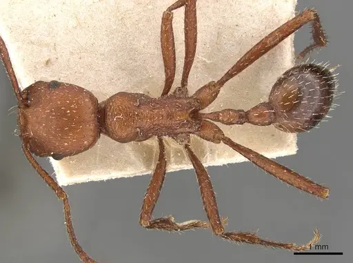 Pogonomyrmex cunicularius specimen CASENT0907670 image casent0907670_1