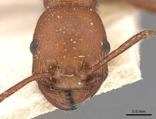 Pogonomyrmex cunicularius specimen CASENT0907670 image casent0907670_2