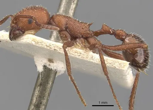 Pogonomyrmex cunicularius specimen CASENT0907670 image casent0907670_3
