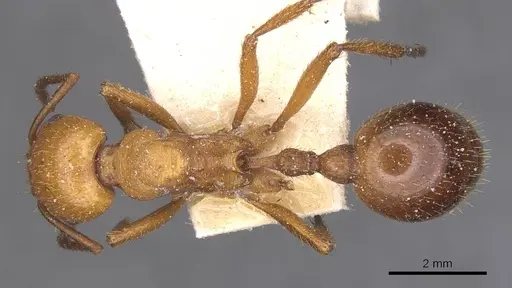Pogonomyrmex cunicularius specimen CASENT0913092 image casent0913092_1