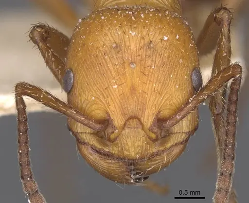 Pogonomyrmex cunicularius specimen CASENT0913092 image casent0913092_2