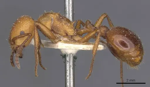 Pogonomyrmex cunicularius specimen CASENT0913092 image casent0913092_3