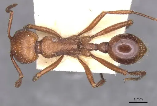 Pogonomyrmex cunicularius specimen CASENT0913093 image casent0913093_1