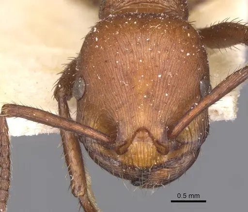 Pogonomyrmex cunicularius specimen CASENT0913093 image casent0913093_2