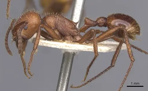 Pogonomyrmex cunicularius specimen CASENT0913093 image casent0913093_3