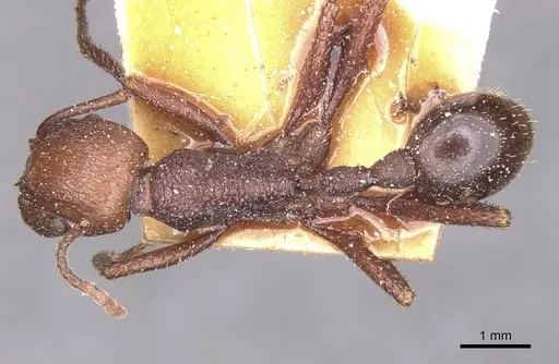 Pogonomyrmex cunicularius specimen CASENT0913094 image casent0913094_1