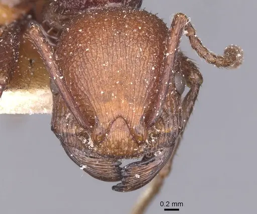 Pogonomyrmex cunicularius specimen CASENT0913094 image casent0913094_2