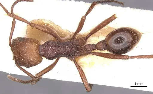 Pogonomyrmex cunicularius specimen CASENT0913095 image casent0913095_1