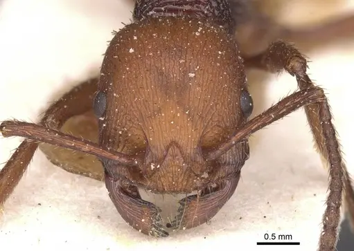 Pogonomyrmex cunicularius specimen CASENT0913095 image casent0913095_2
