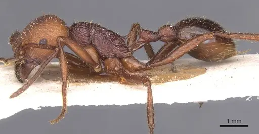 Pogonomyrmex cunicularius specimen CASENT0913095 image casent0913095_3