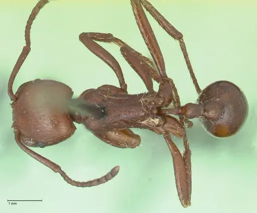 Pogonomyrmex cunicularius specimen FOCOL1211 image focol1211_1