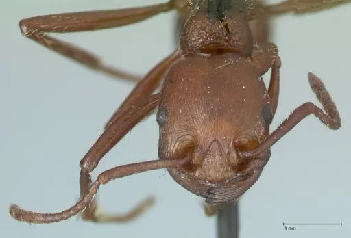 Pogonomyrmex cunicularius specimen FOCOL1211 image focol1211_2