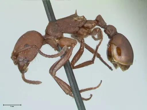 Pogonomyrmex cunicularius specimen FOCOL1211 image focol1211_3