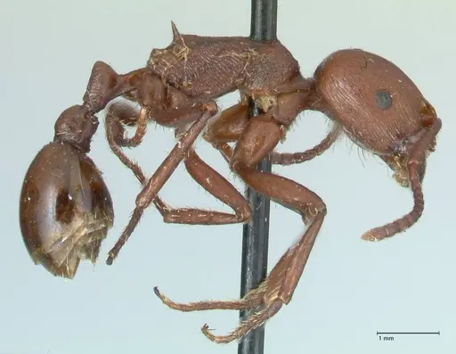 Pogonomyrmex cunicularius specimen FOCOL1211 image focol1211_4