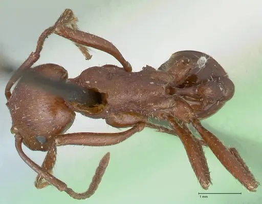 Pogonomyrmex cunicularius specimen FOCOL1212 image focol1212_1