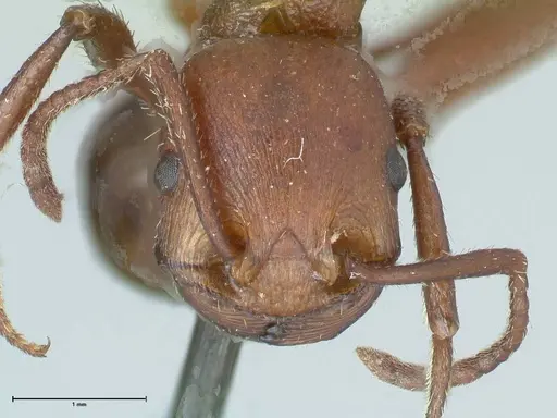 Pogonomyrmex cunicularius specimen FOCOL1212 image focol1212_2