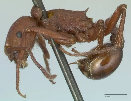 Pogonomyrmex cunicularius specimen FOCOL1212 image focol1212_3