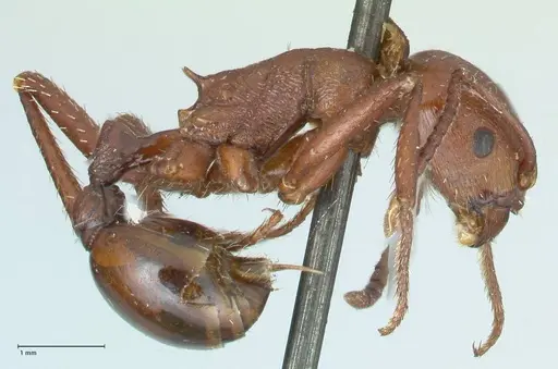 Pogonomyrmex cunicularius specimen FOCOL1212 image focol1212_4