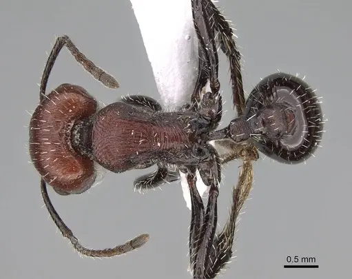 Pogonomyrmex cusquena specimen CASENT0922566 image casent0922566_1