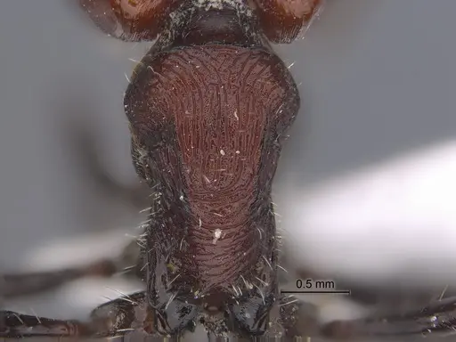 Pogonomyrmex cusquena specimen CASENT0922566 image casent0922566_2