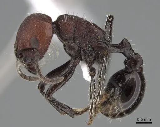 Pogonomyrmex cusquena specimen CASENT0922566 image casent0922566_4