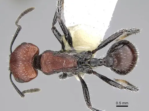 Pogonomyrmex cusquena specimen CASENT0922567 image casent0922567_1