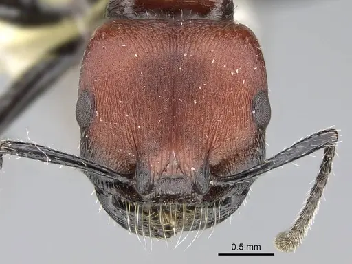 Pogonomyrmex cusquena specimen CASENT0922567 image casent0922567_3