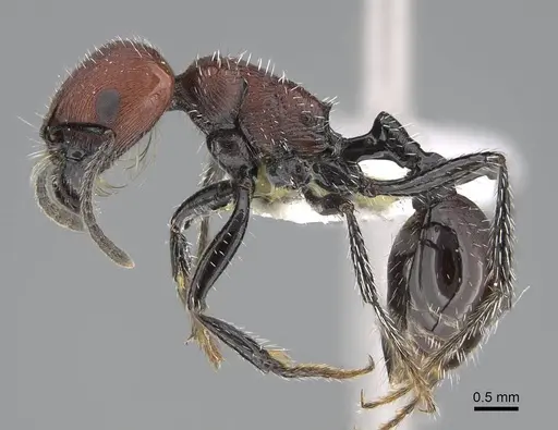 Pogonomyrmex cusquena specimen CASENT0922567 image casent0922567_4