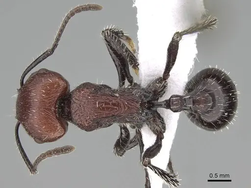 Pogonomyrmex cusquena specimen CASENT0922569 image casent0922569_1