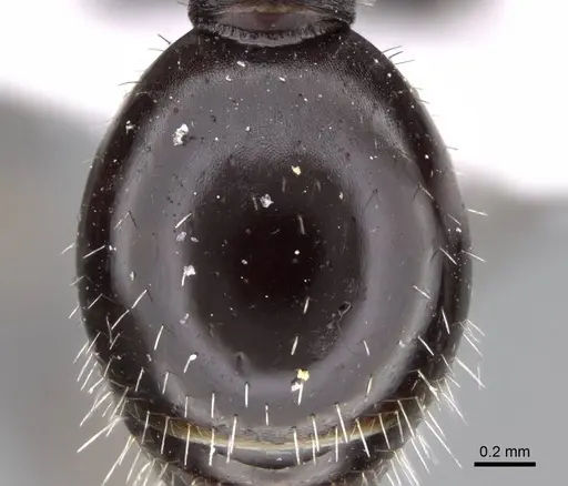 Pogonomyrmex cusquena specimen CASENT0922569 image casent0922569_2
