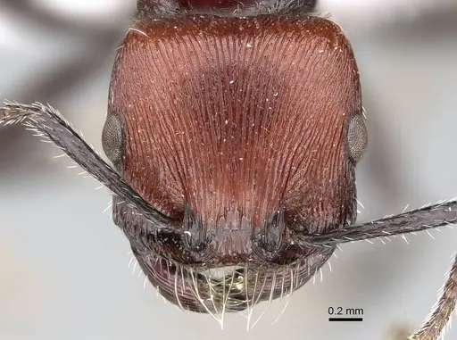 Pogonomyrmex cusquena specimen CASENT0922569 image casent0922569_3