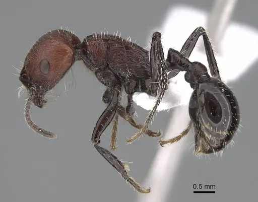 Pogonomyrmex cusquena specimen CASENT0922569 image casent0922569_4